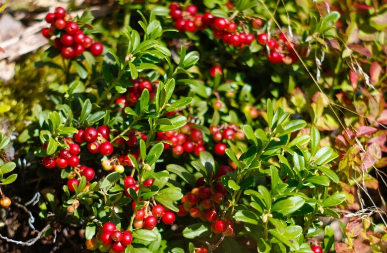 Факты о бруснике