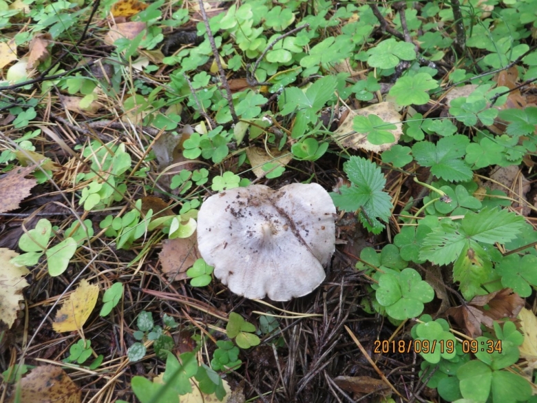 Tricholoma virgatum