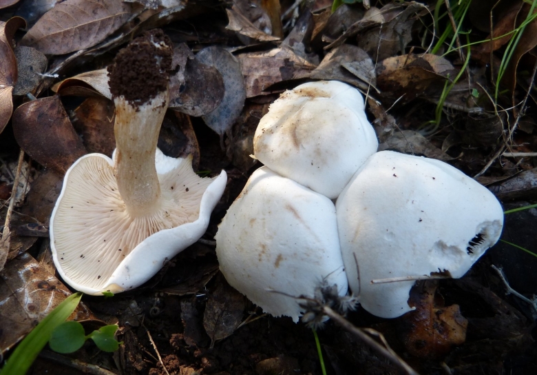 Говорушка листолюбивая