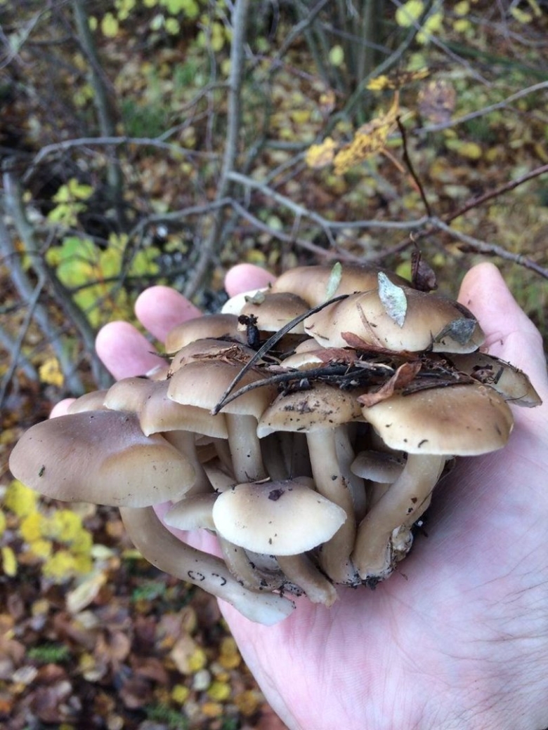 Рядовка скученная Lyophyllum decastes