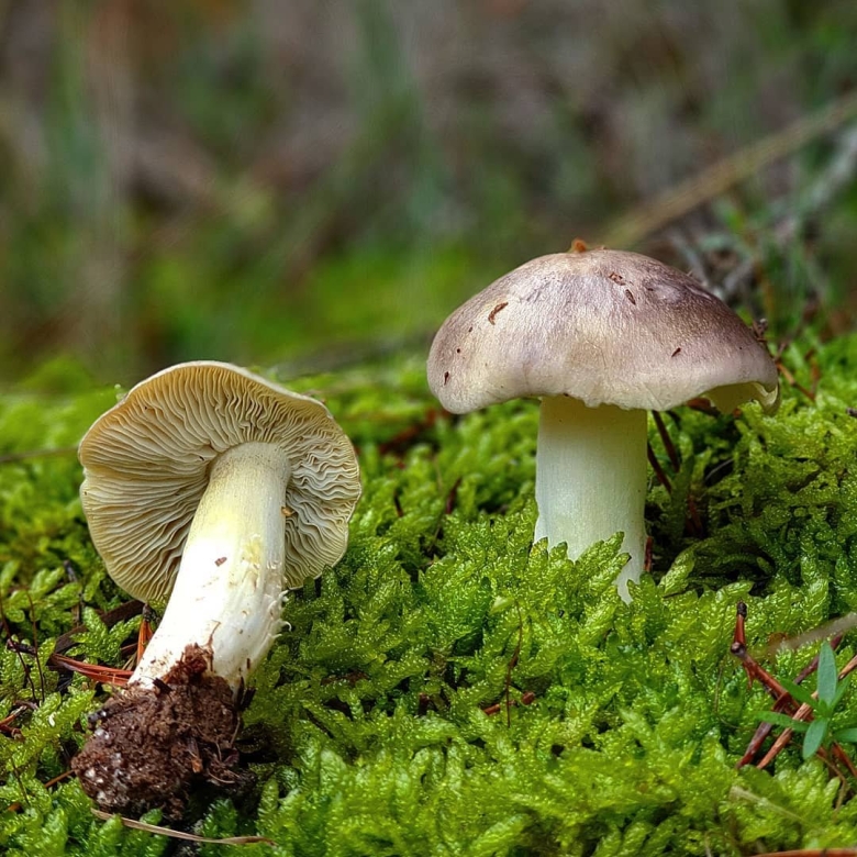 Мокруха желтоножковая грибы