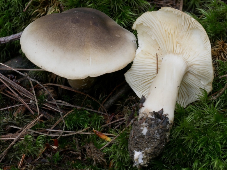 Рядовка мыльная съедобная