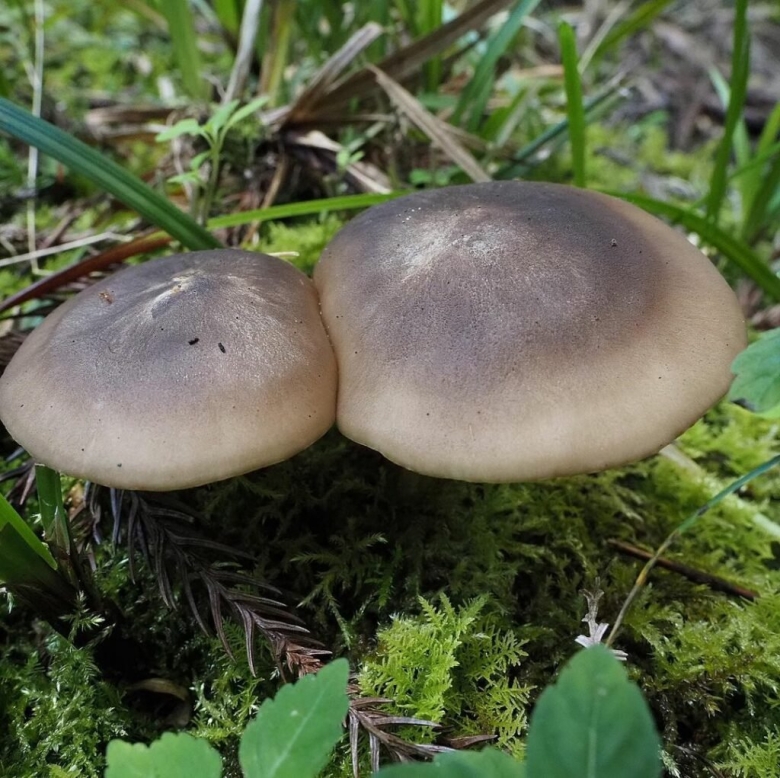 Рядовка скученная гриб