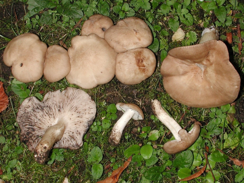 Лиофиллум панцирный гриб