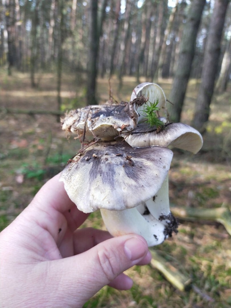 Гриб рядовка серушка