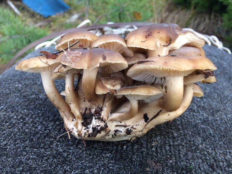 Рядовка скученная Lyophyllum decastes съедобная