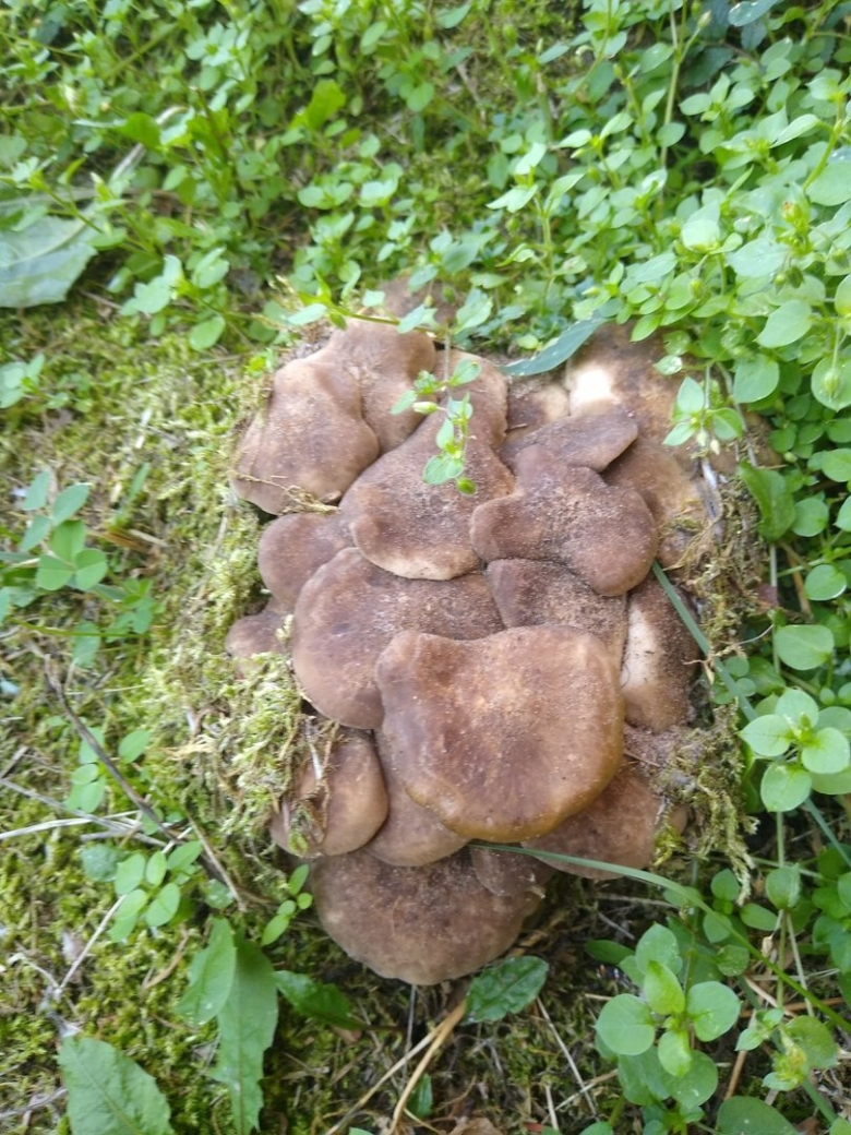 Рядовка скученная