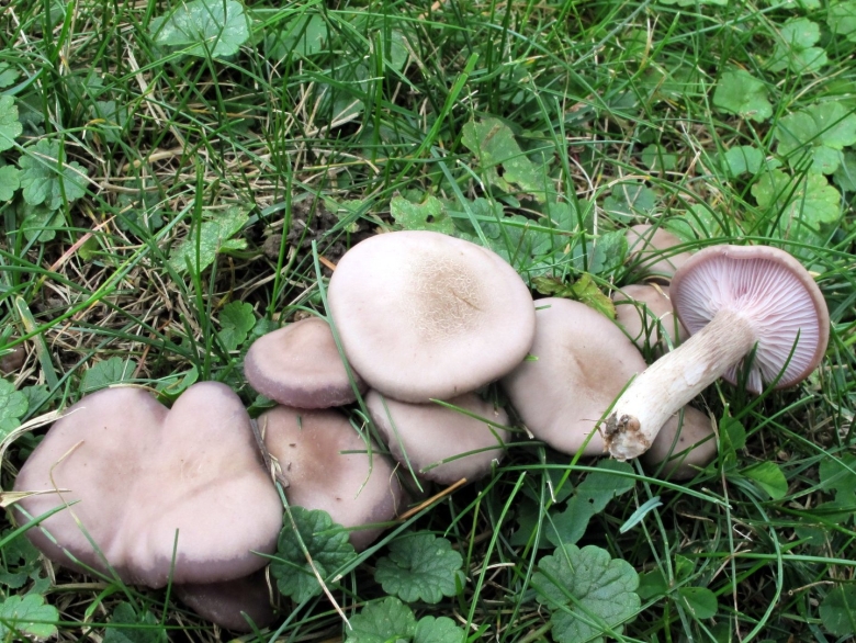 Гриб рядовка лиловоногая