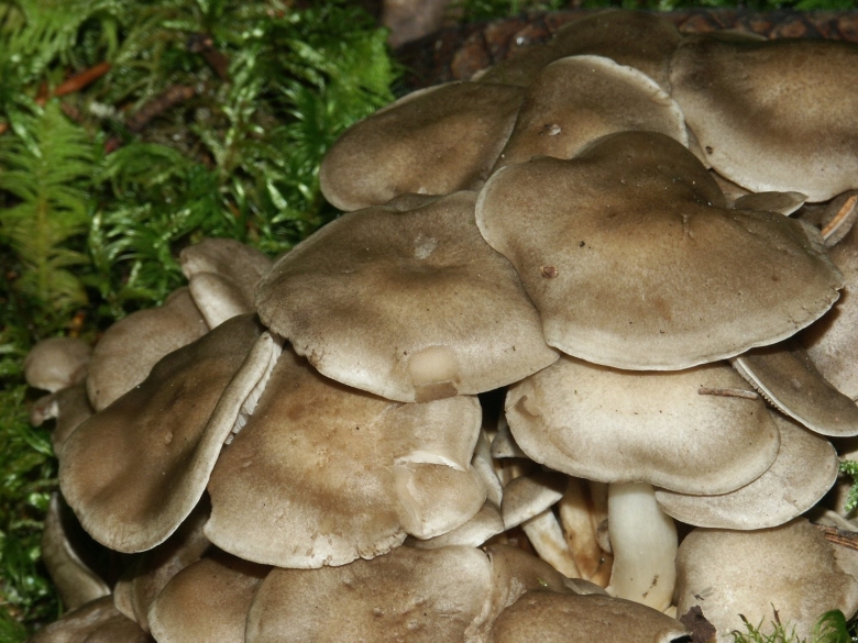 Лиофиллум симедзи