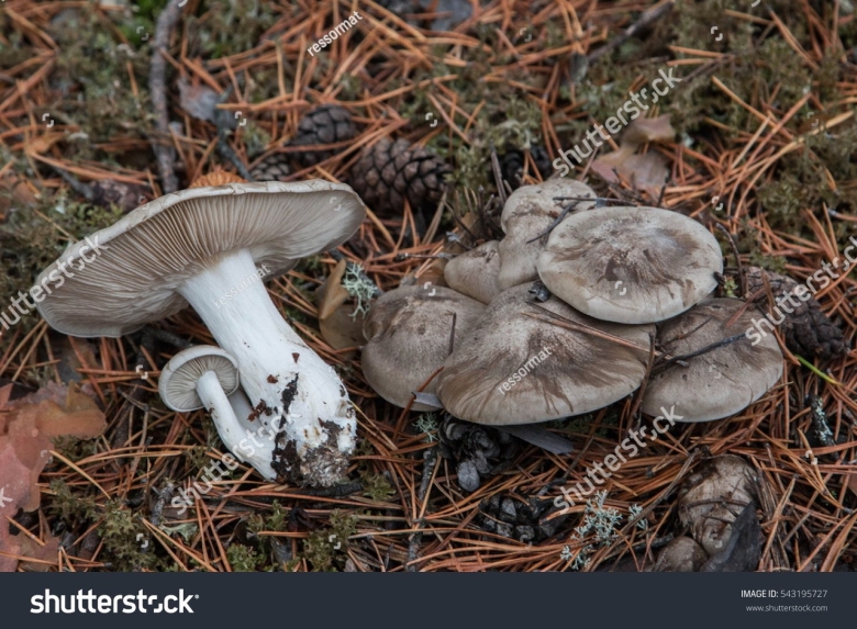 Лиофиллум симедзи грибы