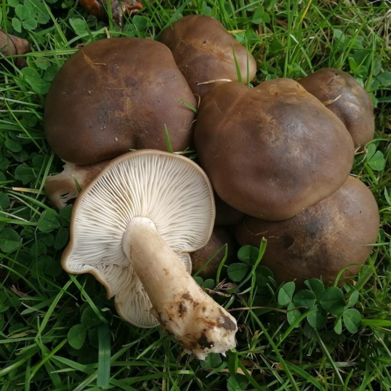 Грибы рядовки