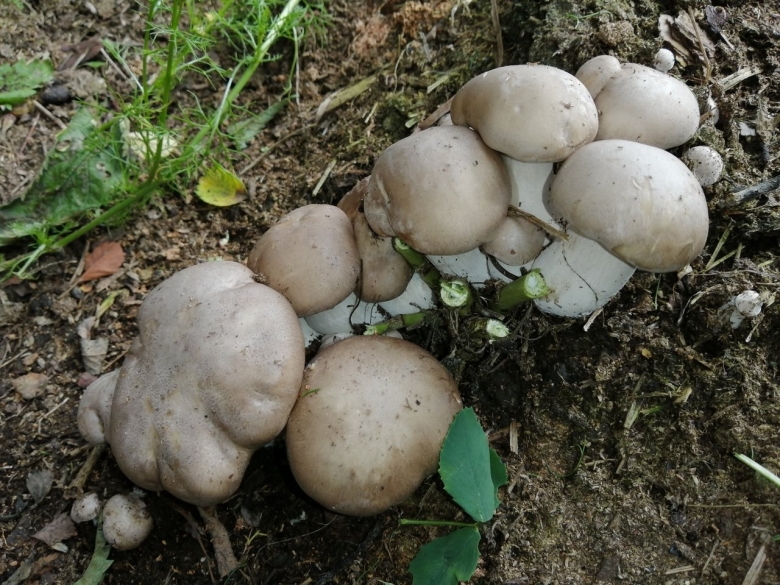 Грибы в огороде выросли какие то