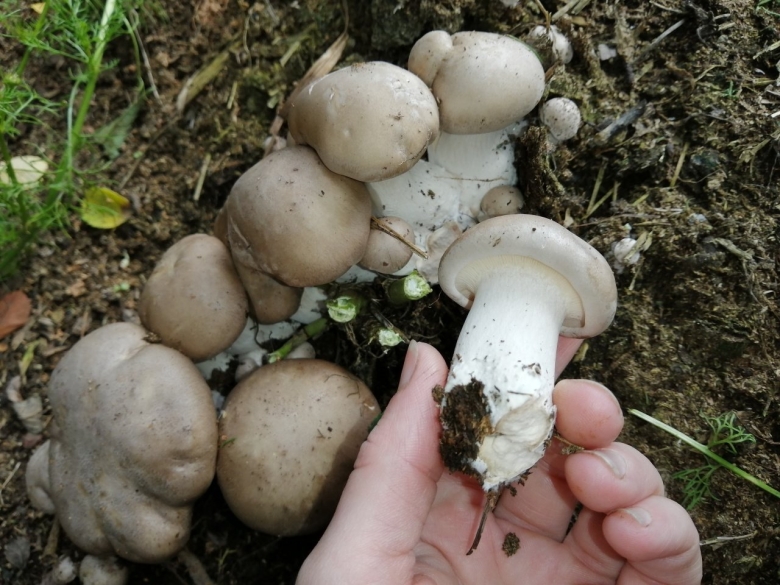 Грибы растущие на опилках