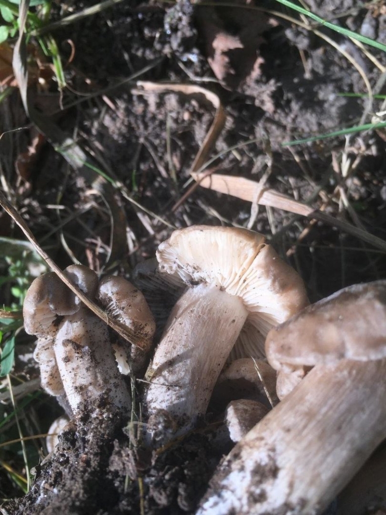 Рядовка скученная Lyophyllum decastes