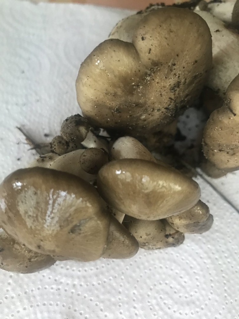 Рядовка скученная Lyophyllum decastes