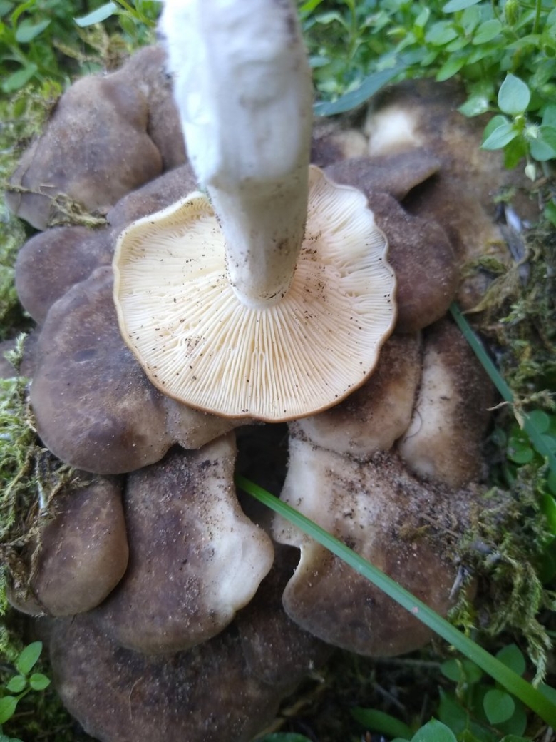 Рядовка скученная гриб