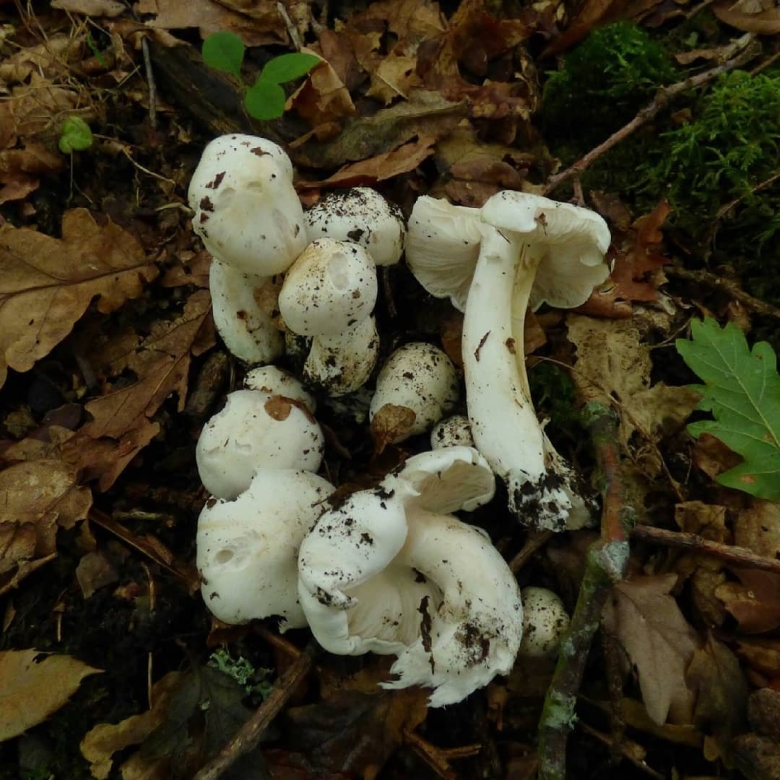 Гриб рядовка Голубиная