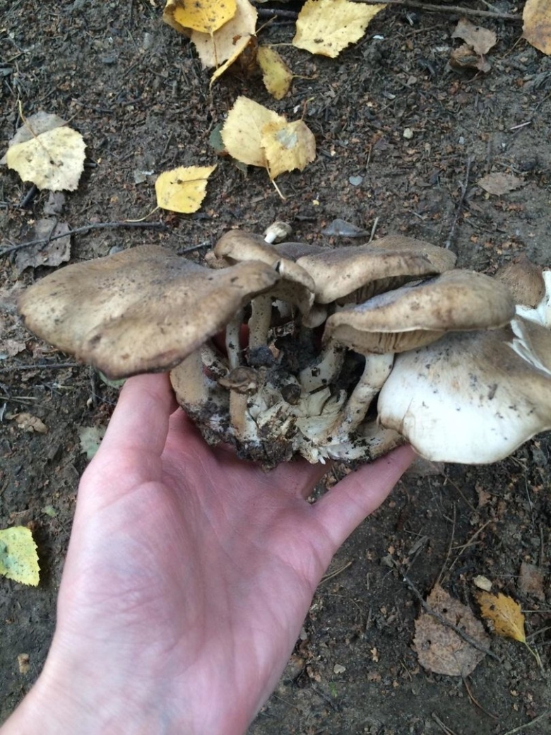 Гриб рядовка съедобный