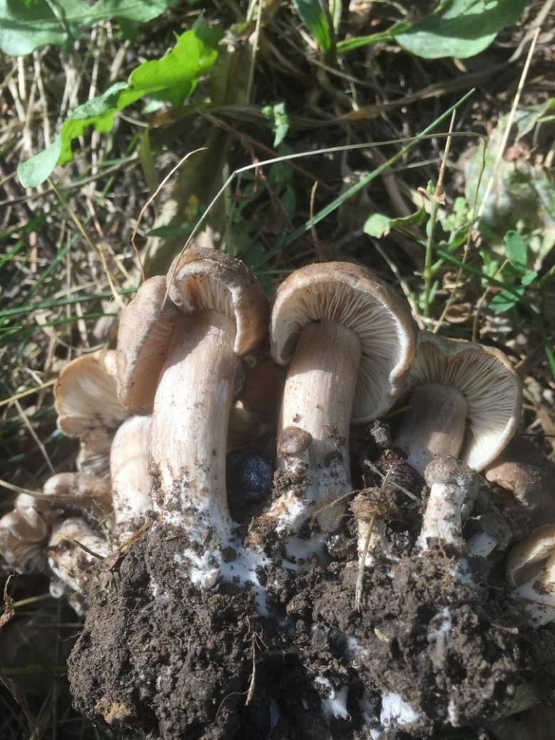 Рядовка коричневая tricholoma imbricatum