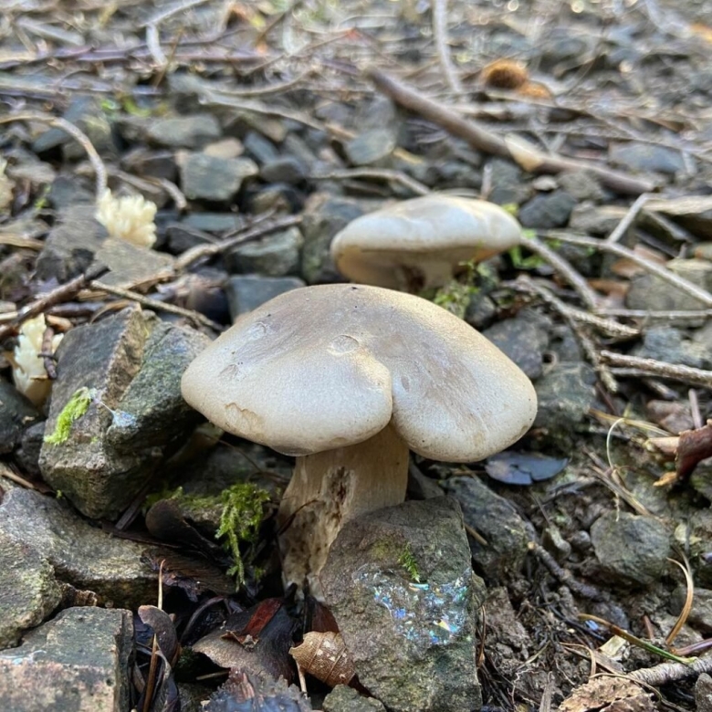 Грибы говорушка дымчатая фото и описание и отзывы