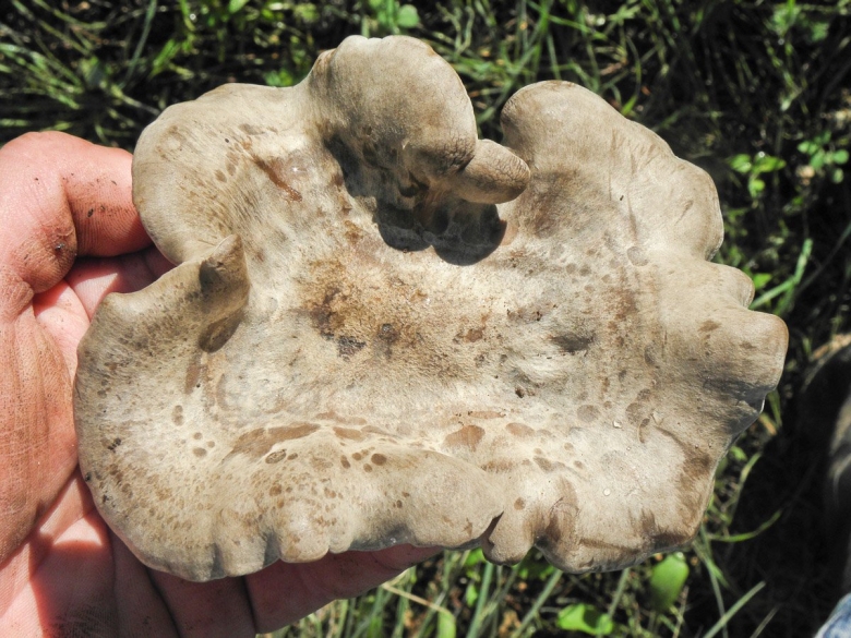 Лиофиллум панцирный гриб