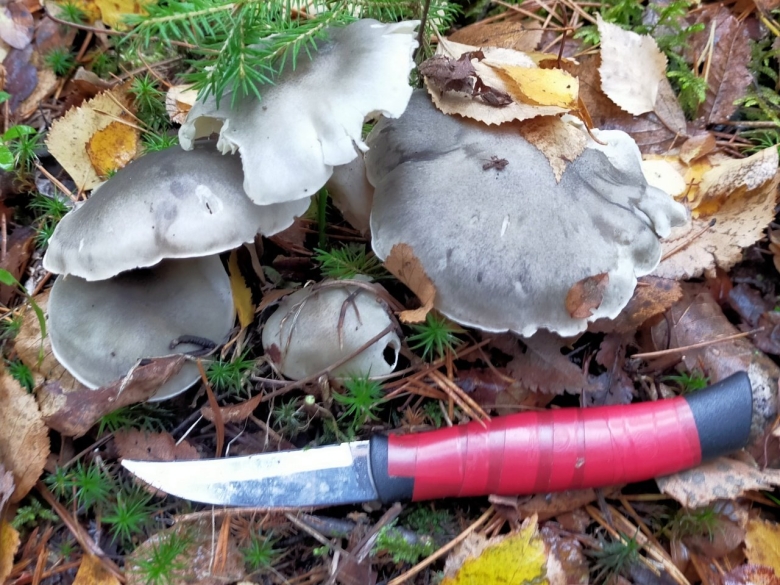 Лиофиллум скученный съедобный гриб