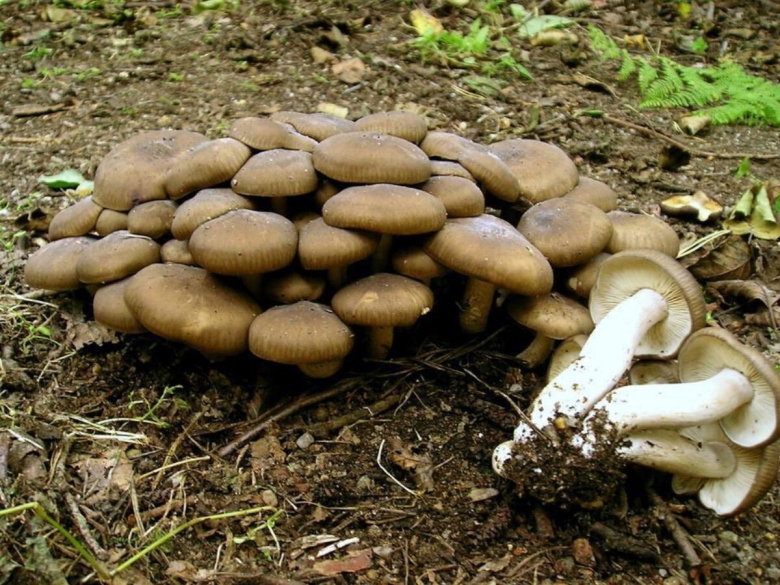 Вешенка ильмовая