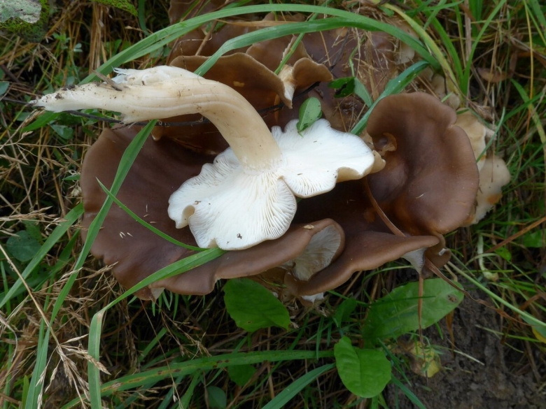 Рядовка скученная Lyophyllum decastes