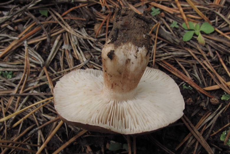 Рядовка tricholoma albobrunneum