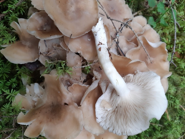 Рядовка скученная гриб