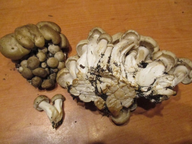 Вешенка гриб