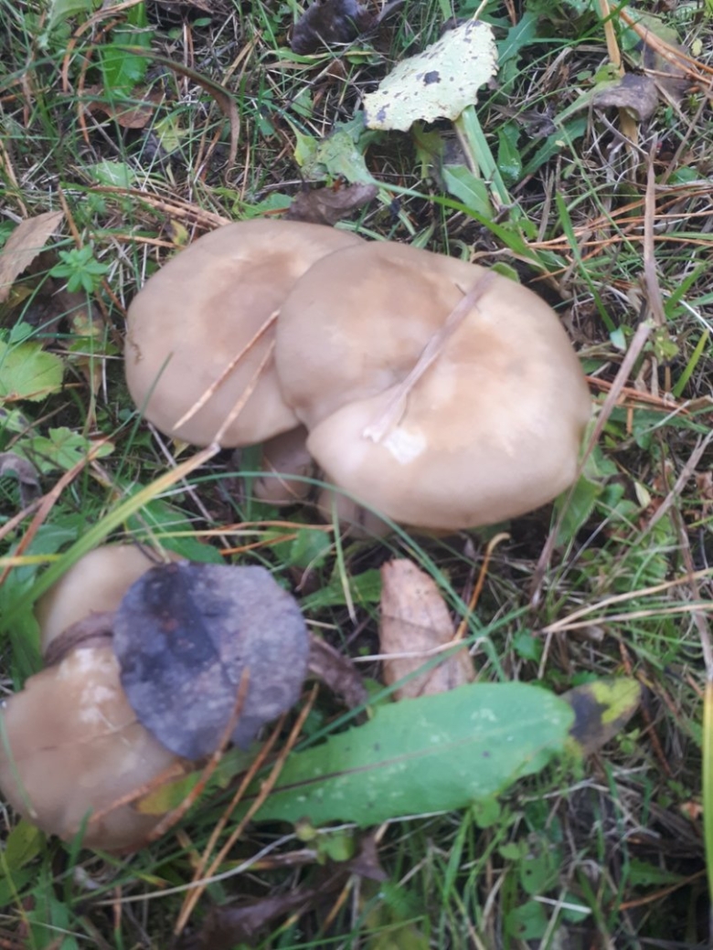 Съедобные грибы в Туле