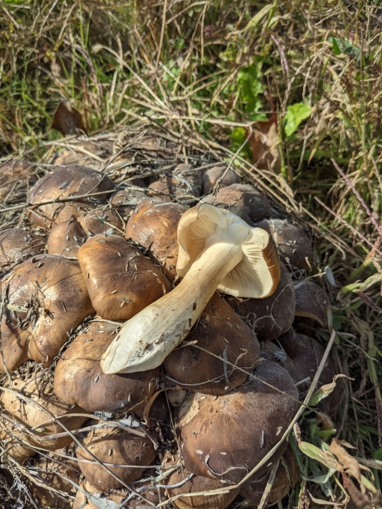 Рядовка скученная Lyophyllum decastes