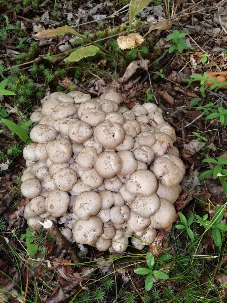 Рядовка скученная гриб