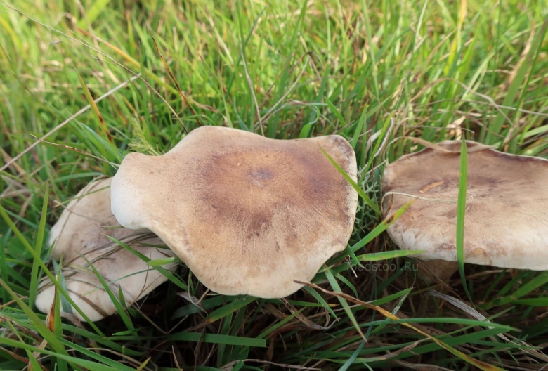 Рядовка лиловоногая