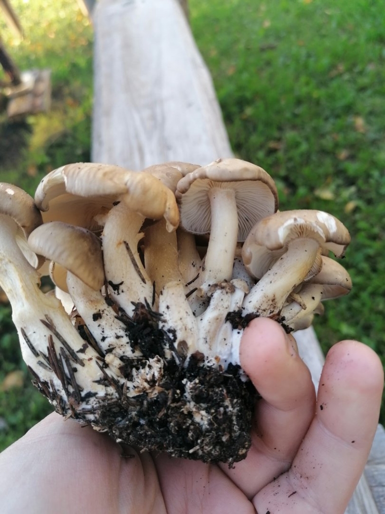 Гриб рядовка