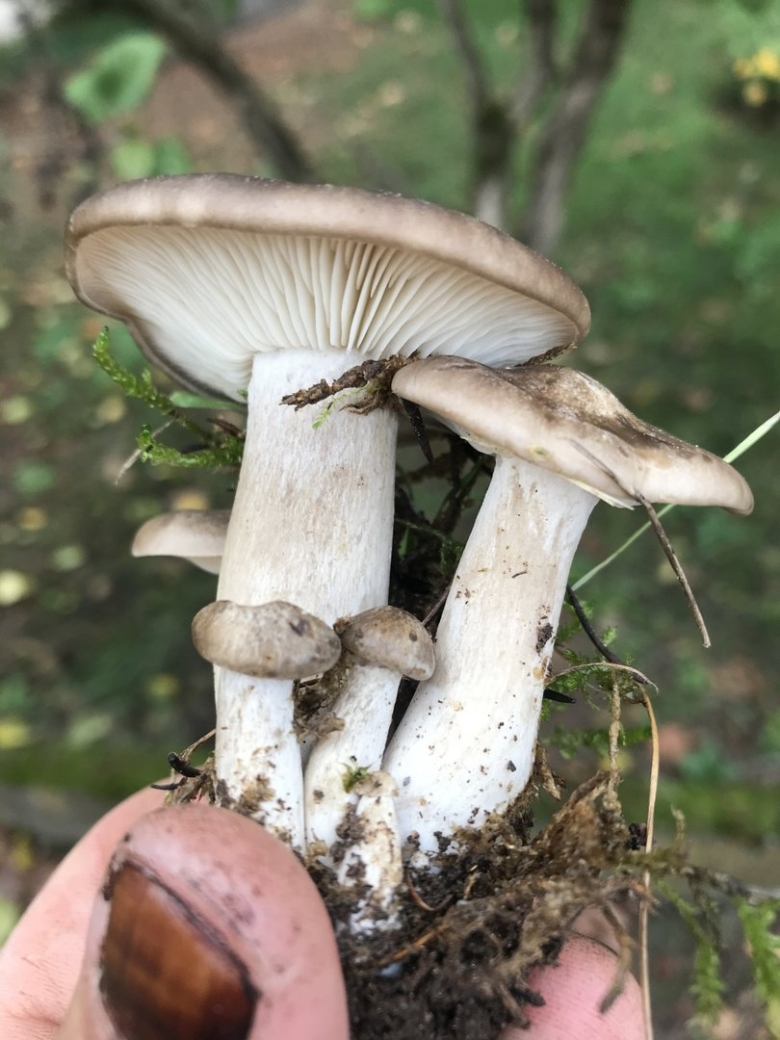 Лиофиллум грибы