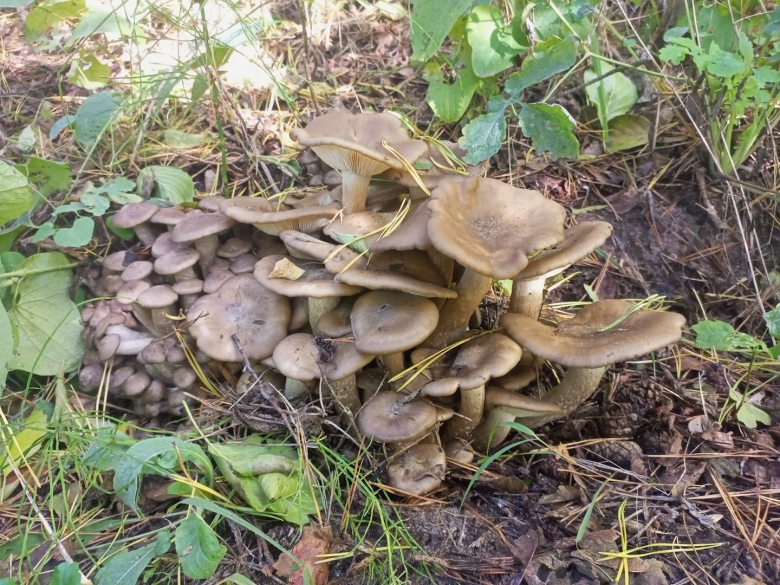 Лиофиллум скученный съедобный гриб