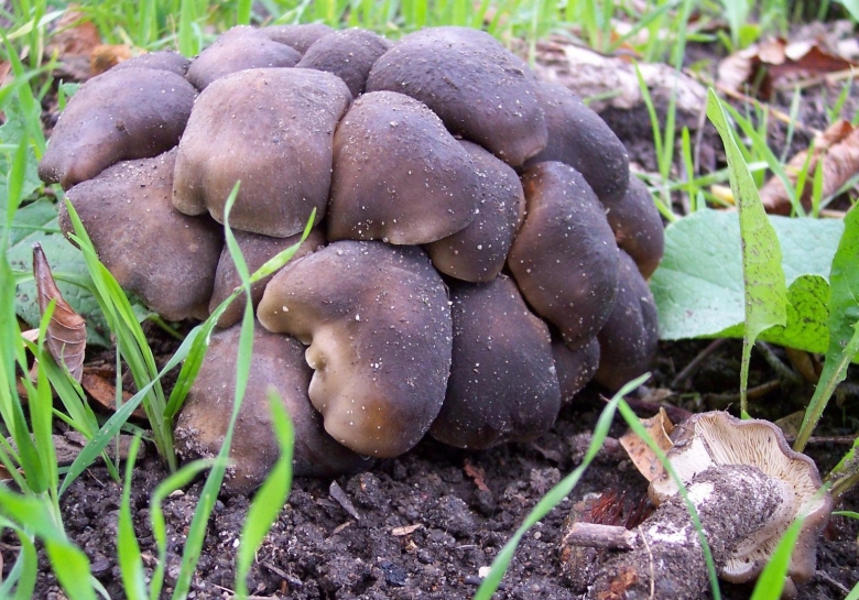 Рядовка скученная Lyophyllum decastes