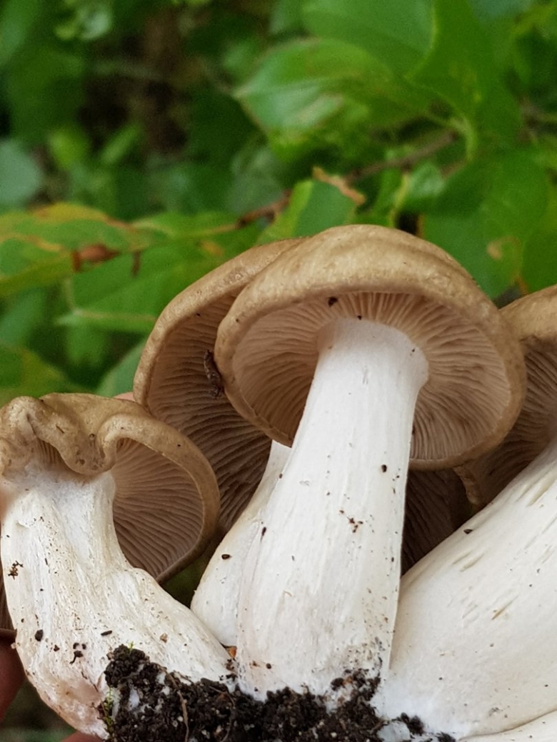 Лиофиллум скученный