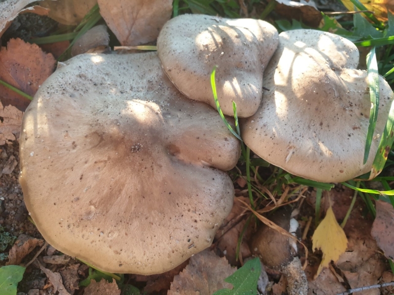 Лиофиллум скученный