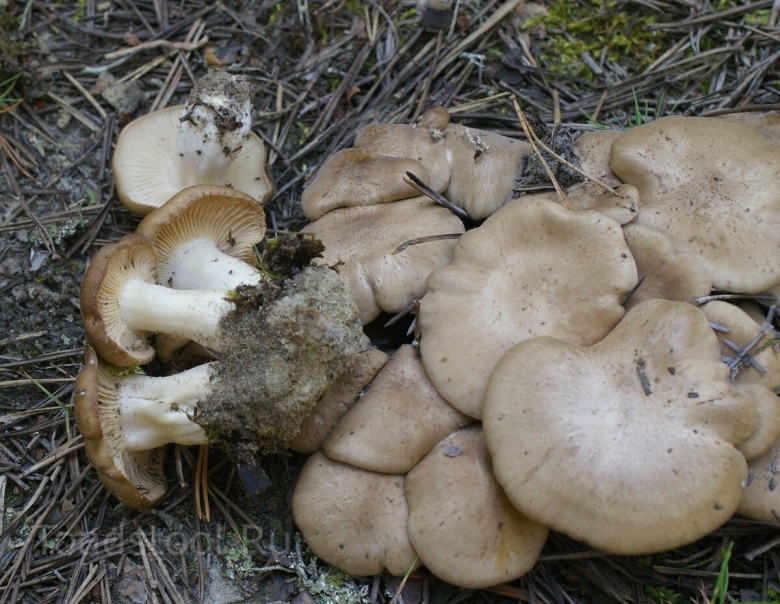 Лиофиллум симедзи