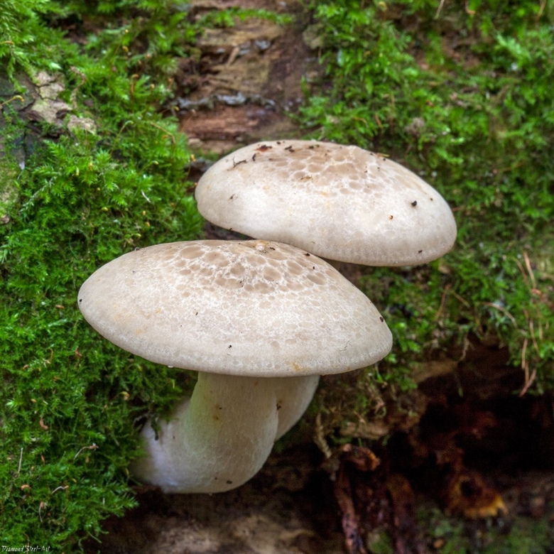 Гипсизигус ильмовый Hypsizygus ulmarius