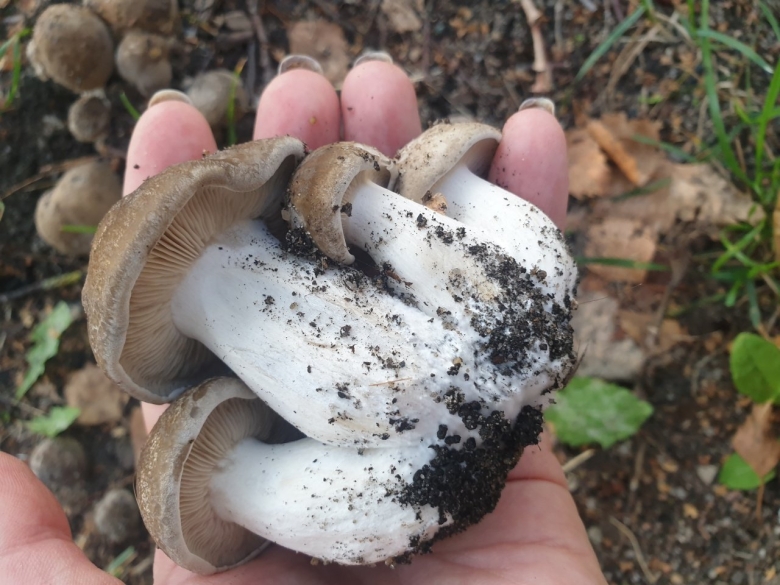 Рядовка серая tricholoma portentosum.