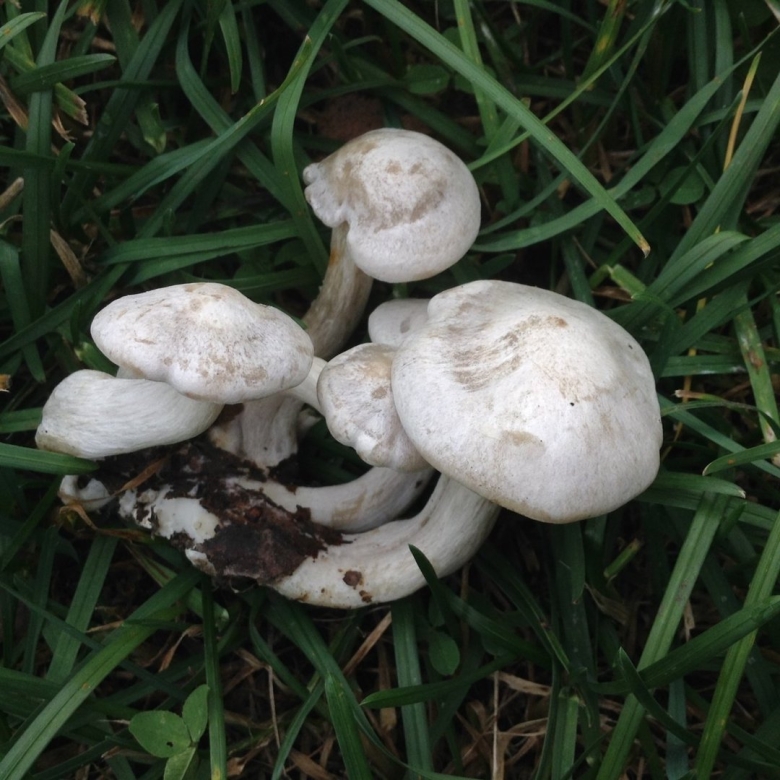 Leucocybe connata