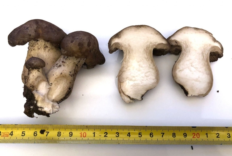 Рядовка скученная съедобный гриб