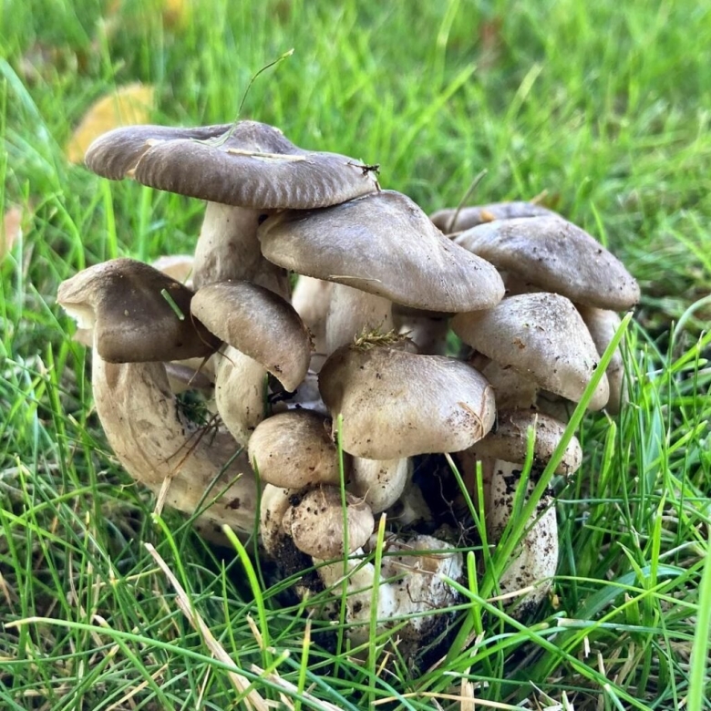 Гриб рядовка съедобный