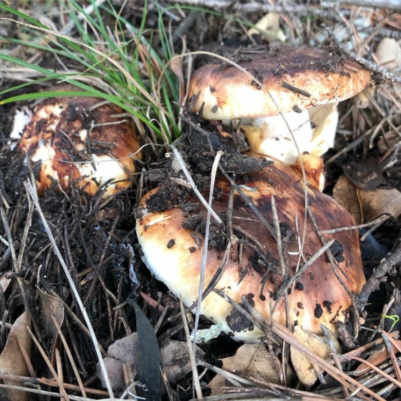 Рядовка мацутакэ