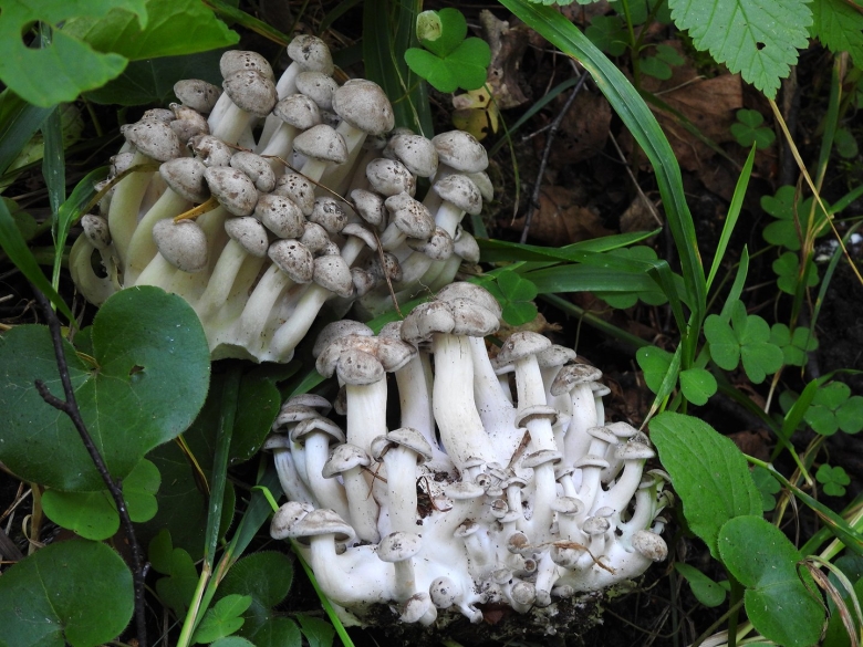 Лиофиллум симедзи