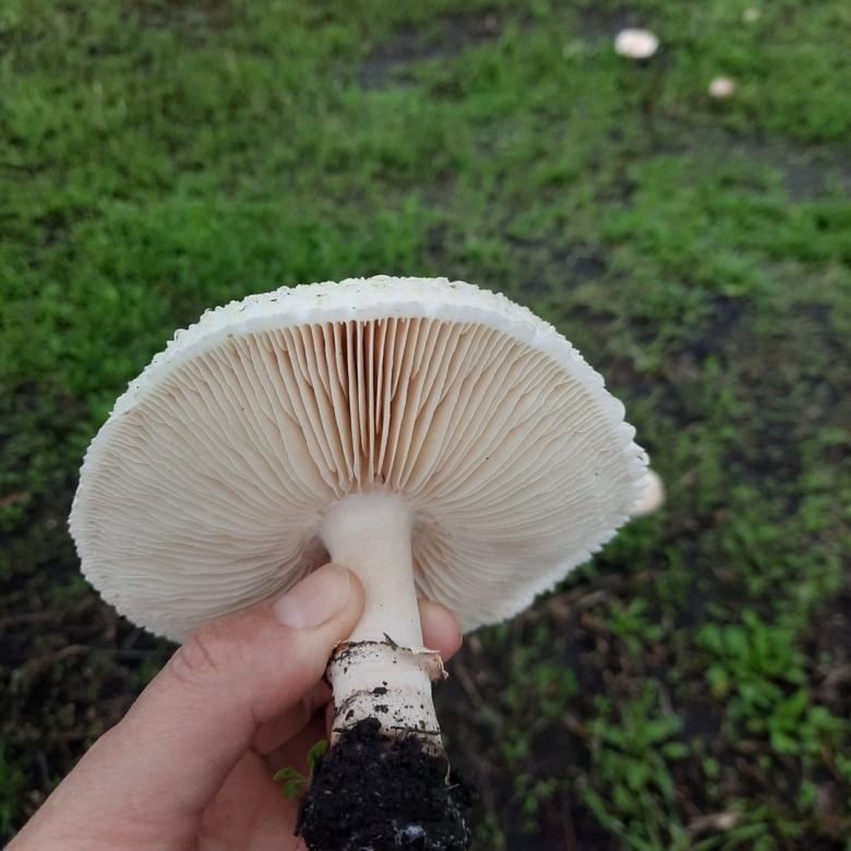 Опёнок Луговой шампиньон дождевик
